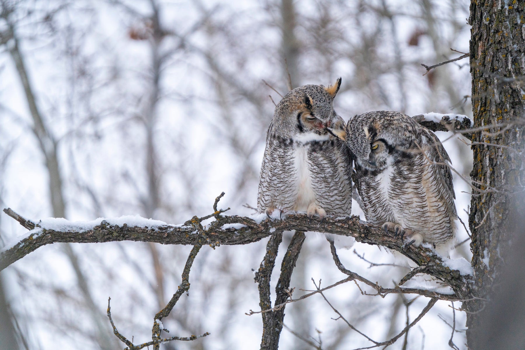 https://alphauniverseglobal.media.zestyio.com/Alpha-Universe-WIMB-April-Stampe-Great-horned-owls.jpg?height=1200&fit=bounds