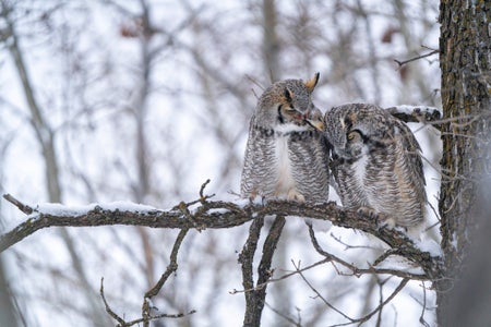 https://alphauniverseglobal.media.zestyio.com/Alpha-Universe-WIMB-April-Stampe-Great-horned-owls.jpg?height=300&fit=bounds
