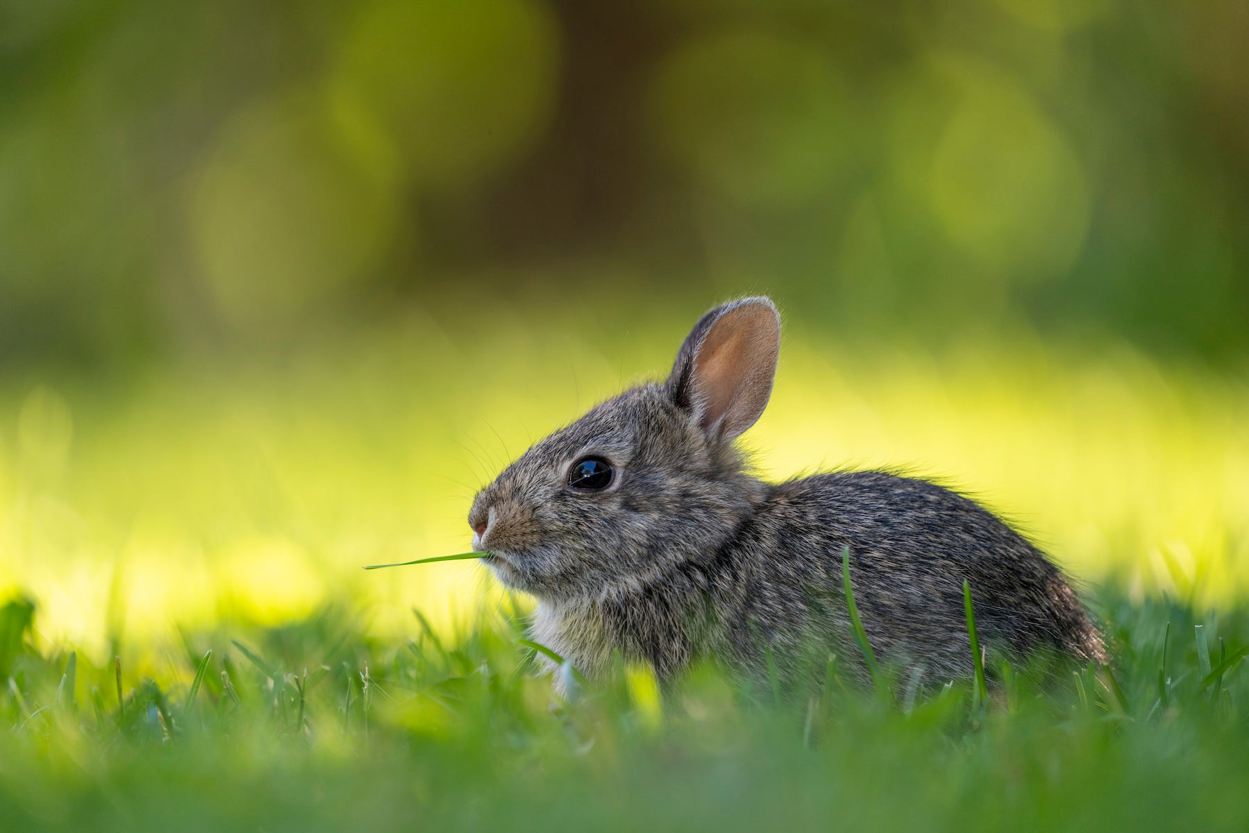 https://alphauniverseglobal.media.zestyio.com/Alpha-Universe-WIMB-April-Stampe-cottontail.jpg?height=1200&fit=bounds