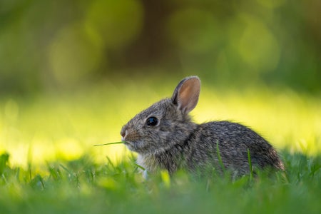 https://alphauniverseglobal.media.zestyio.com/Alpha-Universe-WIMB-April-Stampe-cottontail.jpg?height=300&fit=bounds