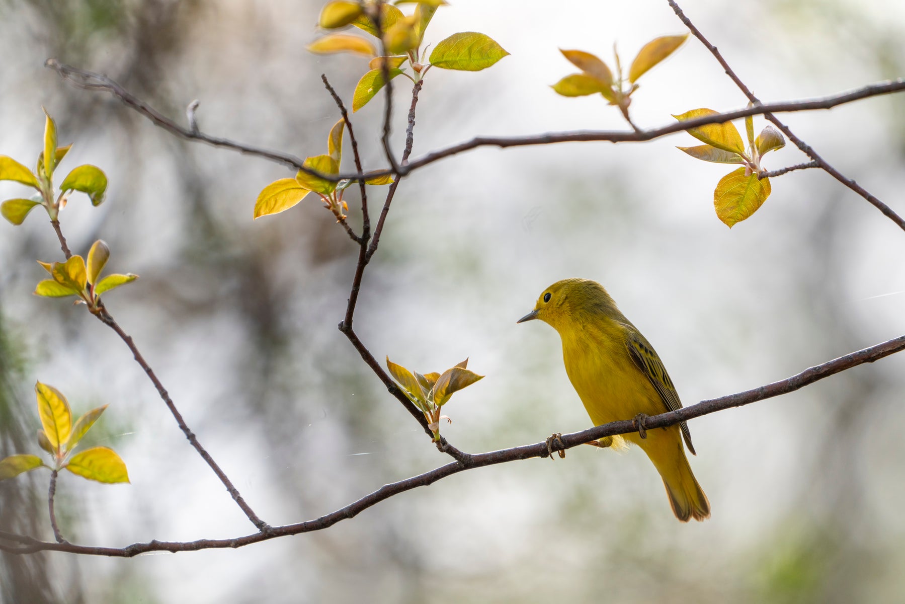 https://alphauniverseglobal.media.zestyio.com/Alpha-Universe-WIMB-April-Stampe-yellowwarbler.jpg?height=1200&fit=bounds