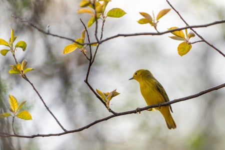 https://alphauniverseglobal.media.zestyio.com/Alpha-Universe-WIMB-April-Stampe-yellowwarbler.jpg?height=300&fit=bounds