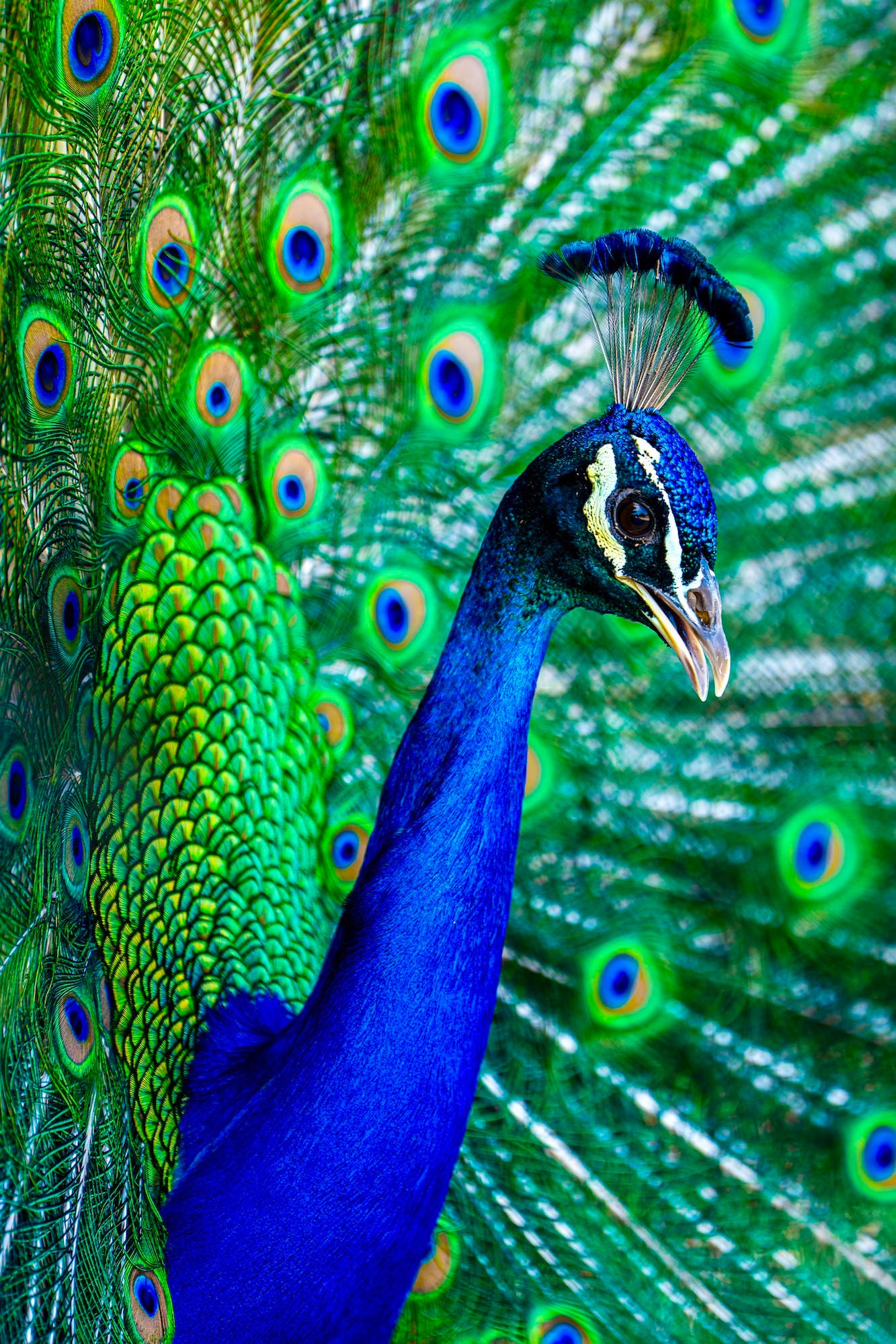 Photo by Aronne Chan. Alpha 7R V. 70-200mm f/2.8 G Master II. 1/160-sec., f/2.8, ISO 100