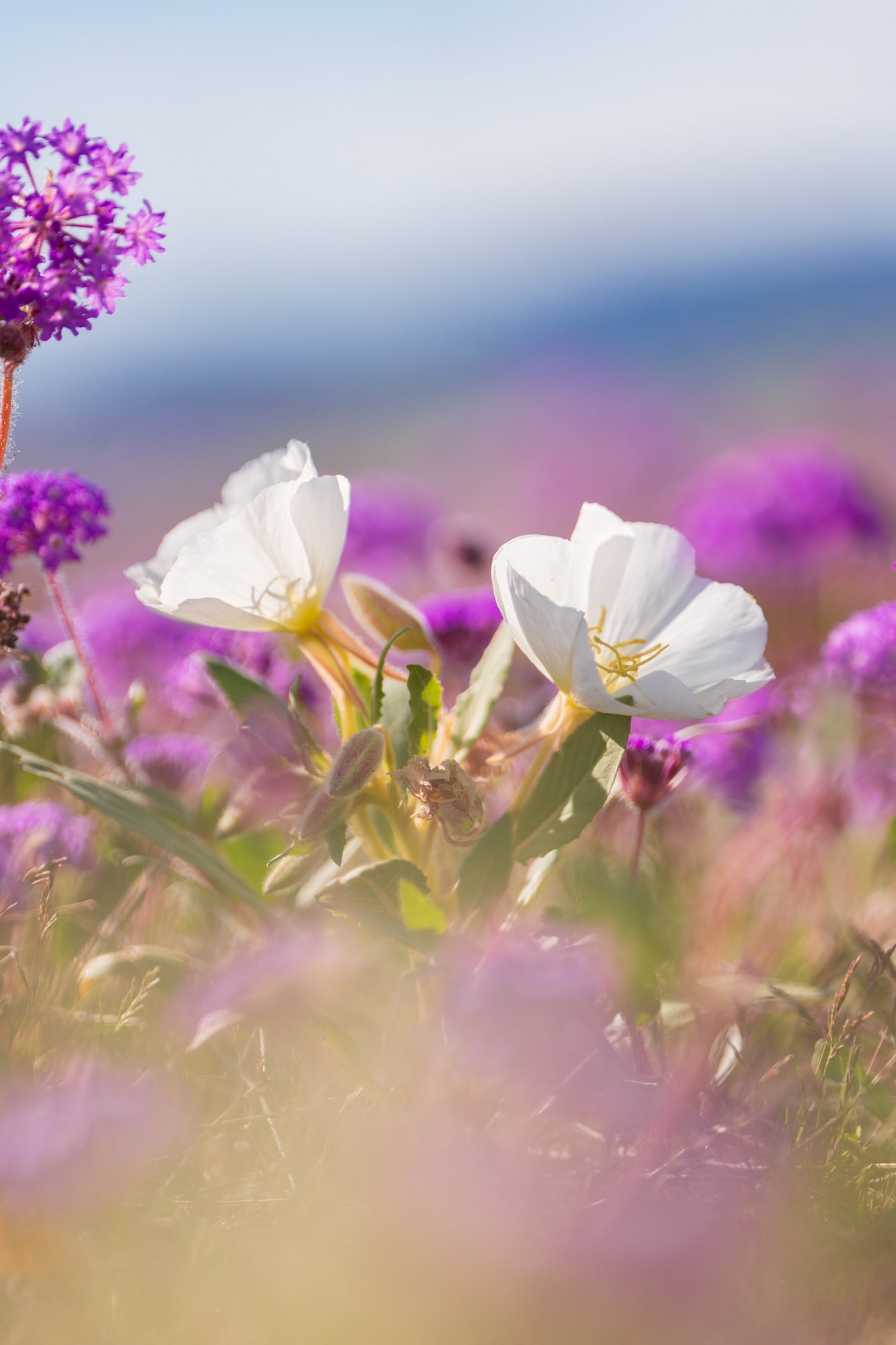 Photo by Aronne Chan. Alpha 7R V. 70-200mm f/2.8 G Master II. 1/1600-sec., f/2.8, ISO 50