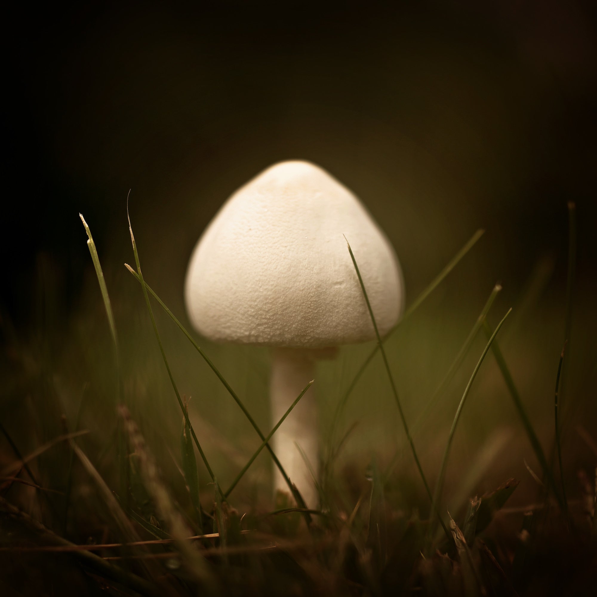 Alpha-Universe-WIMB-Caroline-Jensen-Macro-mushroom.jpg