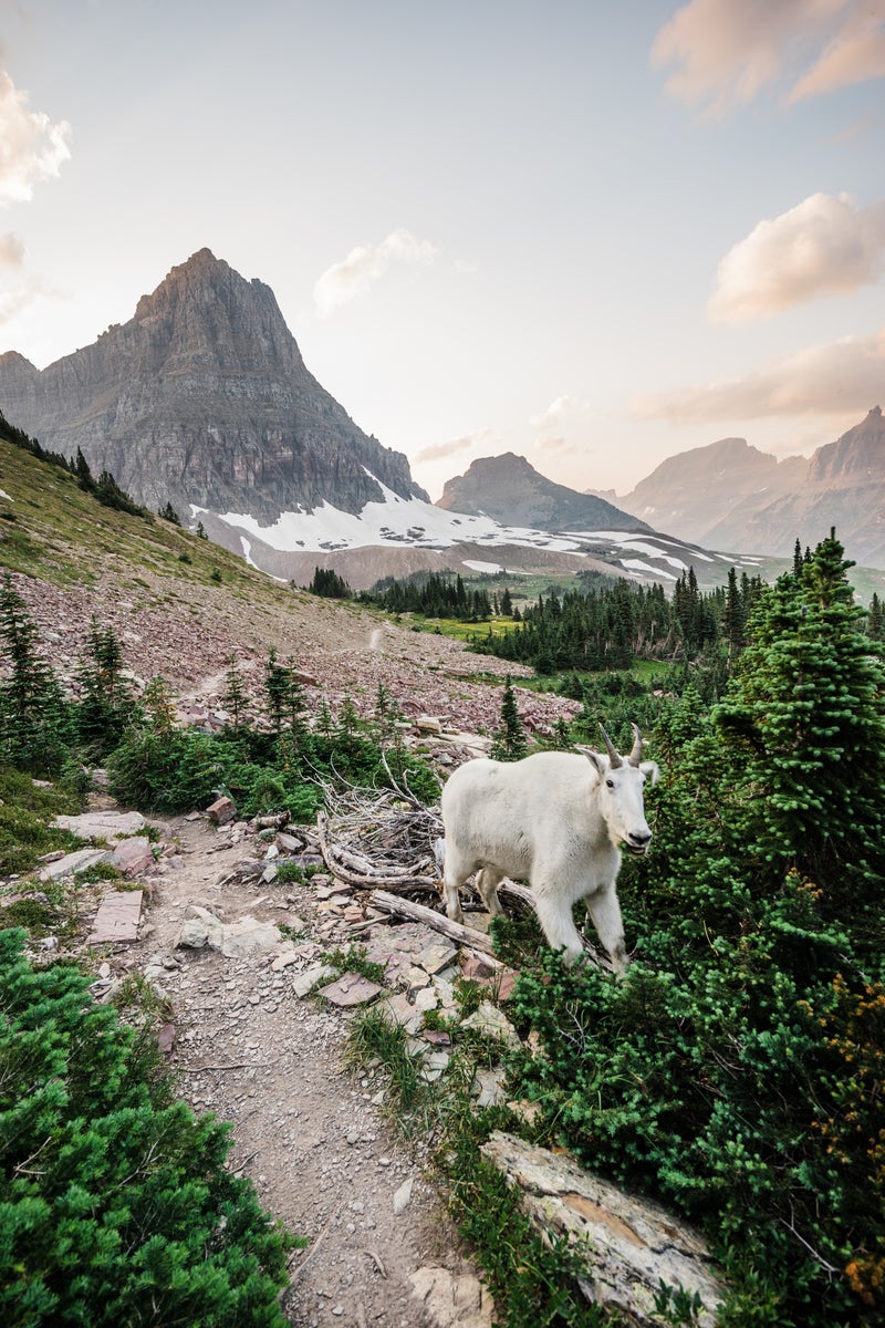 https://alphauniverseglobal.media.zestyio.com/Alpha-Universe-WIMB-Christina-Adele-LoganPassMountainGoat.jpg?height=1200&fit=bounds