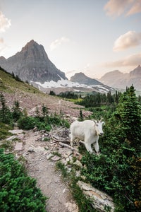 https://alphauniverseglobal.media.zestyio.com/Alpha-Universe-WIMB-Christina-Adele-LoganPassMountainGoat.jpg?height=300&fit=bounds