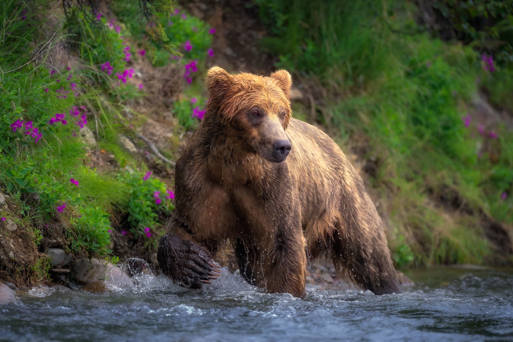 https://alphauniverseglobal.media.zestyio.com/Alpha-Universe-WIMB-Craig-Elson-Brown-Bear-Alagnak-River.jpg?height=1200&fit=bounds
