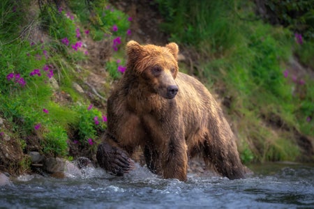 https://alphauniverseglobal.media.zestyio.com/Alpha-Universe-WIMB-Craig-Elson-Brown-Bear-Alagnak-River.jpg?height=300&fit=bounds