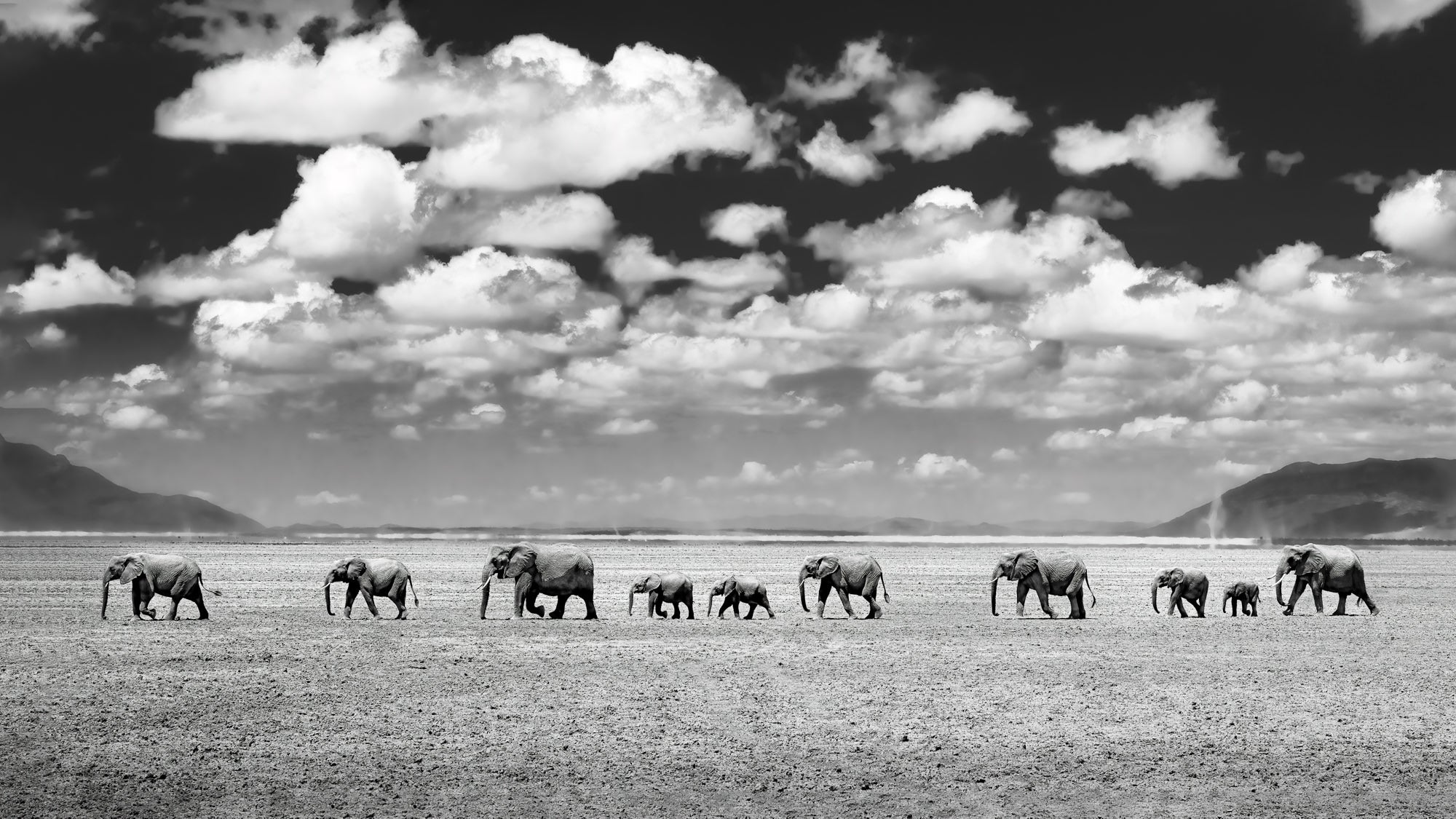 https://alphauniverseglobal.media.zestyio.com/Alpha-Universe-WIMB-Craig-Elson-Elephants-Walk-the-Line-Amboseli-B-W.jpg?height=1200&fit=bounds