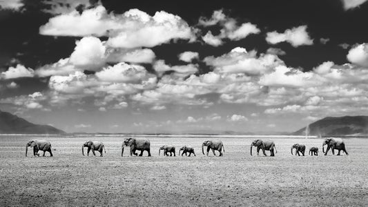 https://alphauniverseglobal.media.zestyio.com/Alpha-Universe-WIMB-Craig-Elson-Elephants-Walk-the-Line-Amboseli-B-W.jpg?height=300&fit=bounds