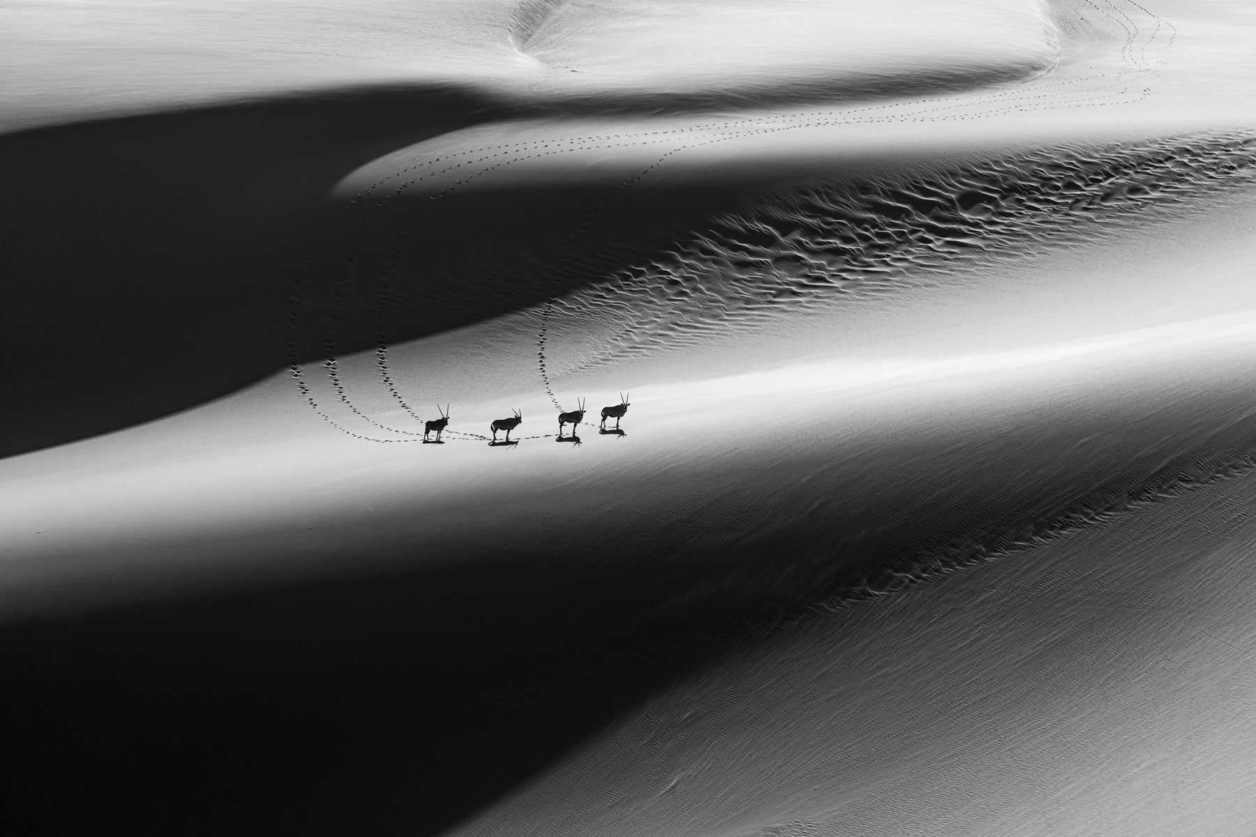 https://alphauniverseglobal.media.zestyio.com/Alpha-Universe-WIMB-Craig-Elson-Gemsbok-B-W-Silhouette-Namibia.jpg?height=1200&fit=bounds