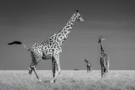 https://alphauniverseglobal.media.zestyio.com/Alpha-Universe-WIMB-Craig-Elson-Giraffes-in-Maasai-Mara-B-W.jpg?height=300&fit=bounds
