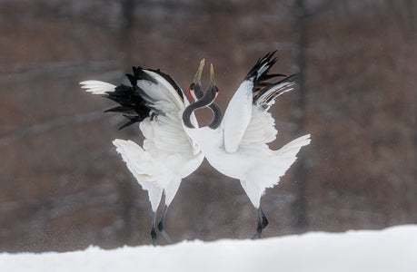 https://alphauniverseglobal.media.zestyio.com/Alpha-Universe-WIMB-Craig-Elson-Hokkaido.jpg?height=300&fit=bounds