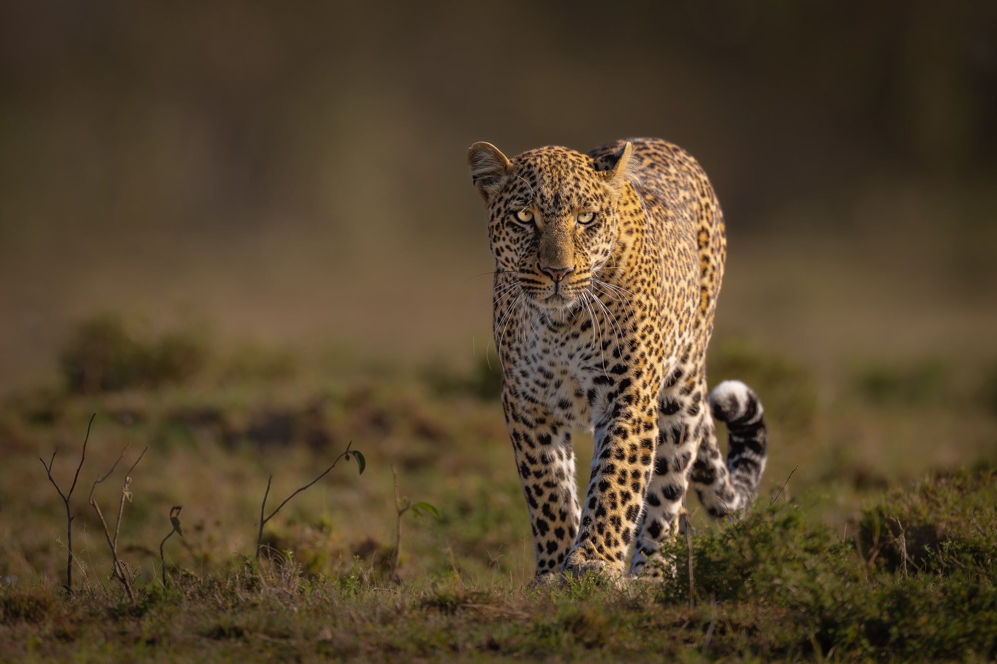 FE 200-600 mm F5.6-6.3 G OSS  Sony Store Colombia - Sony Store