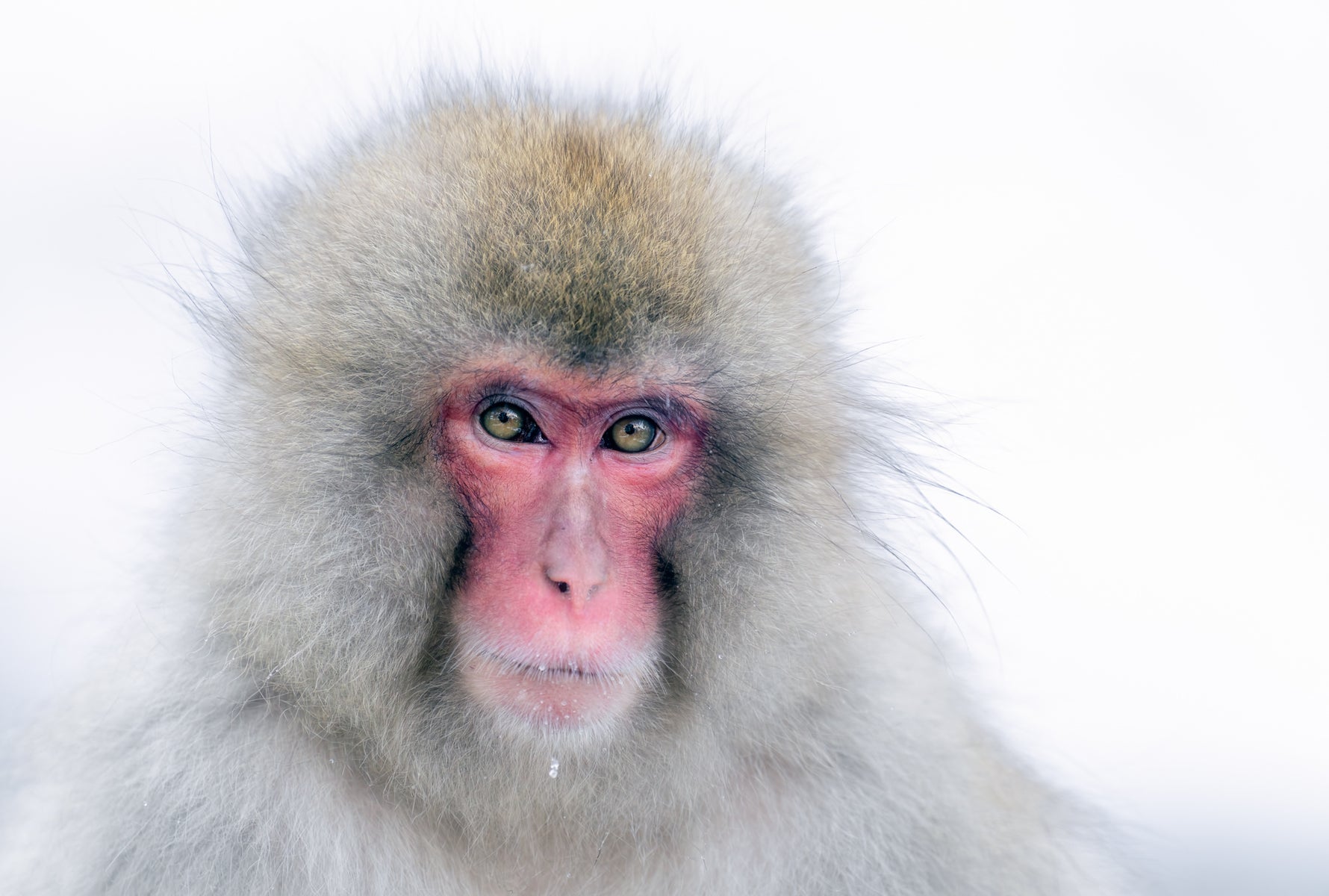 https://alphauniverseglobal.media.zestyio.com/Alpha-Universe-WIMB-Craig-Elson-Snow-Monkey-Portrait.jpg?height=1200&fit=bounds