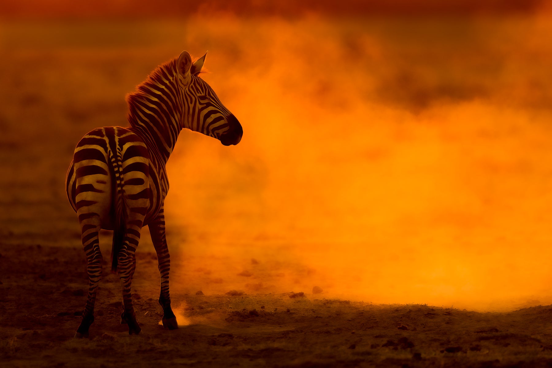 https://alphauniverseglobal.media.zestyio.com/Alpha-Universe-WIMB-Craig-Elson-Zebra-in-Dust-Amboseli-NP.jpg?height=1200&fit=bounds