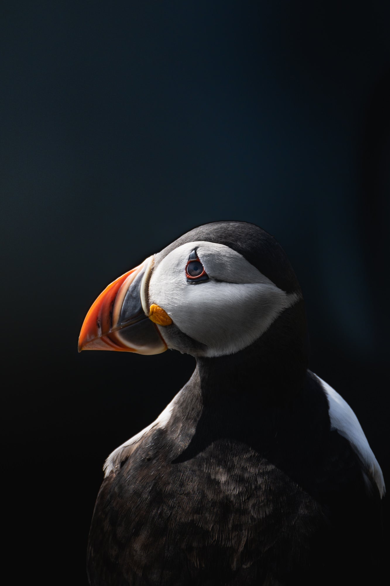 “Atlantic Puffin, using the extra reach to get a portrait of the beautiful puffin.”
Photo by Daryl Scott Walker. Sony Alpha 7 III. Sony 100-400mm f/4.5-5.6 G Master + 2X Teleconverter. 1/400-sec, f/11, ISO 250