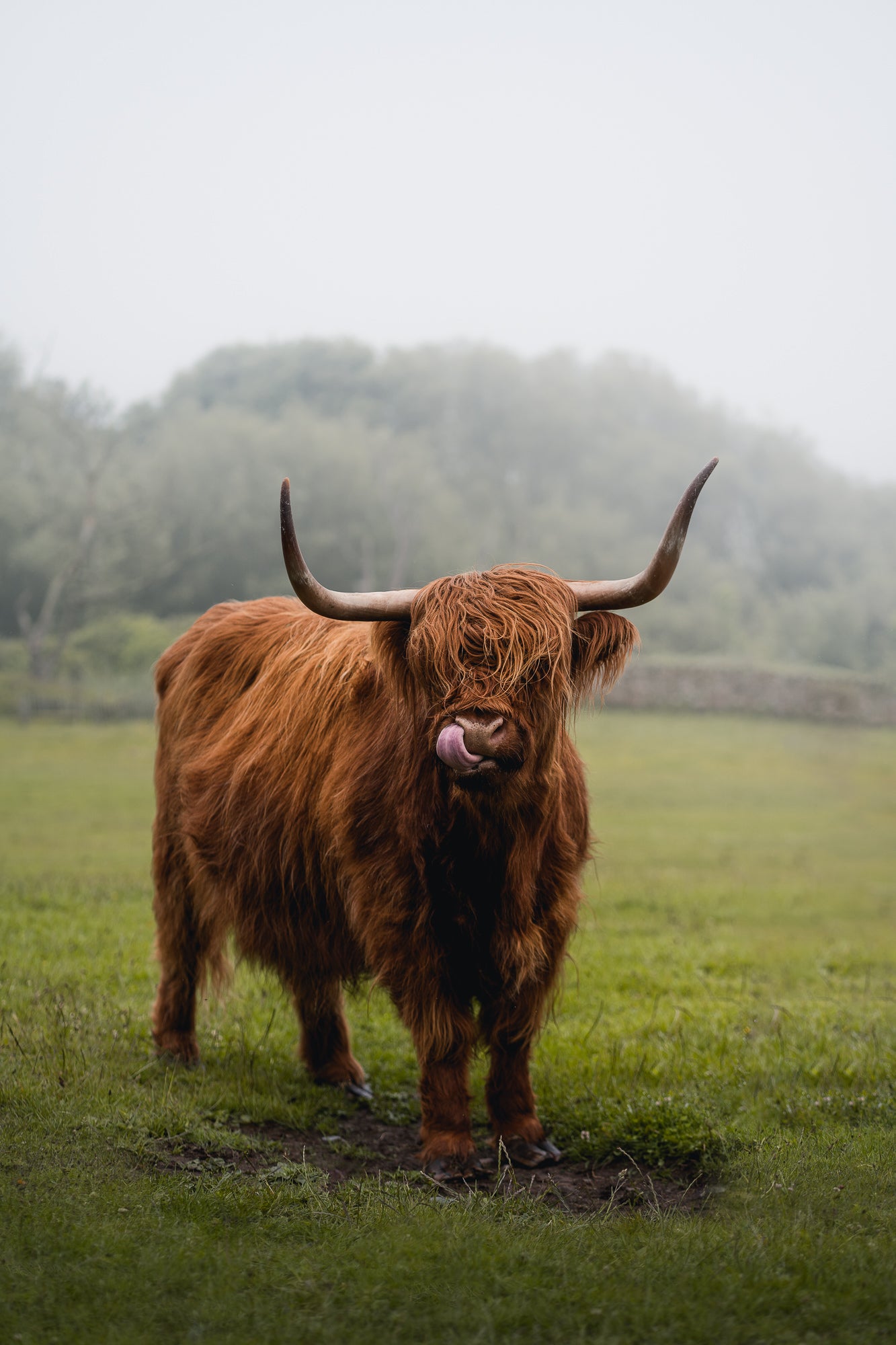“Highland Cow, a beautiful cow found in my local county of Northumberland.” Photo by Daryl Scott Walker. Sony Alpha 7 III. Sony 85mm f/1.8. 1/800-sec, f/2.8, ISO 100