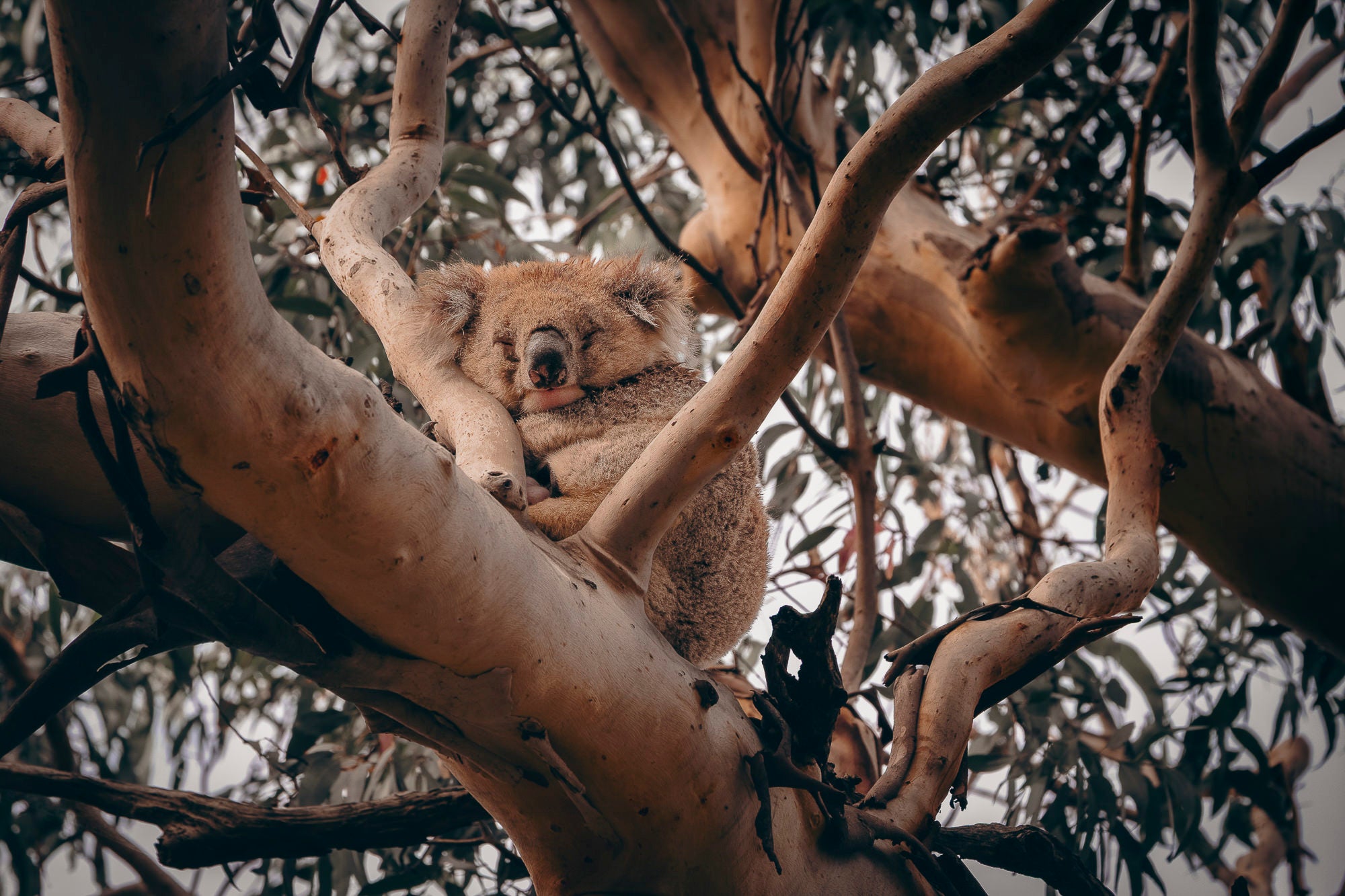 Photo Dessy Rumenova. Alpha 7R V. 70-200mm f/2.8 G Master. 1/320-sec., f/8, ISO 640