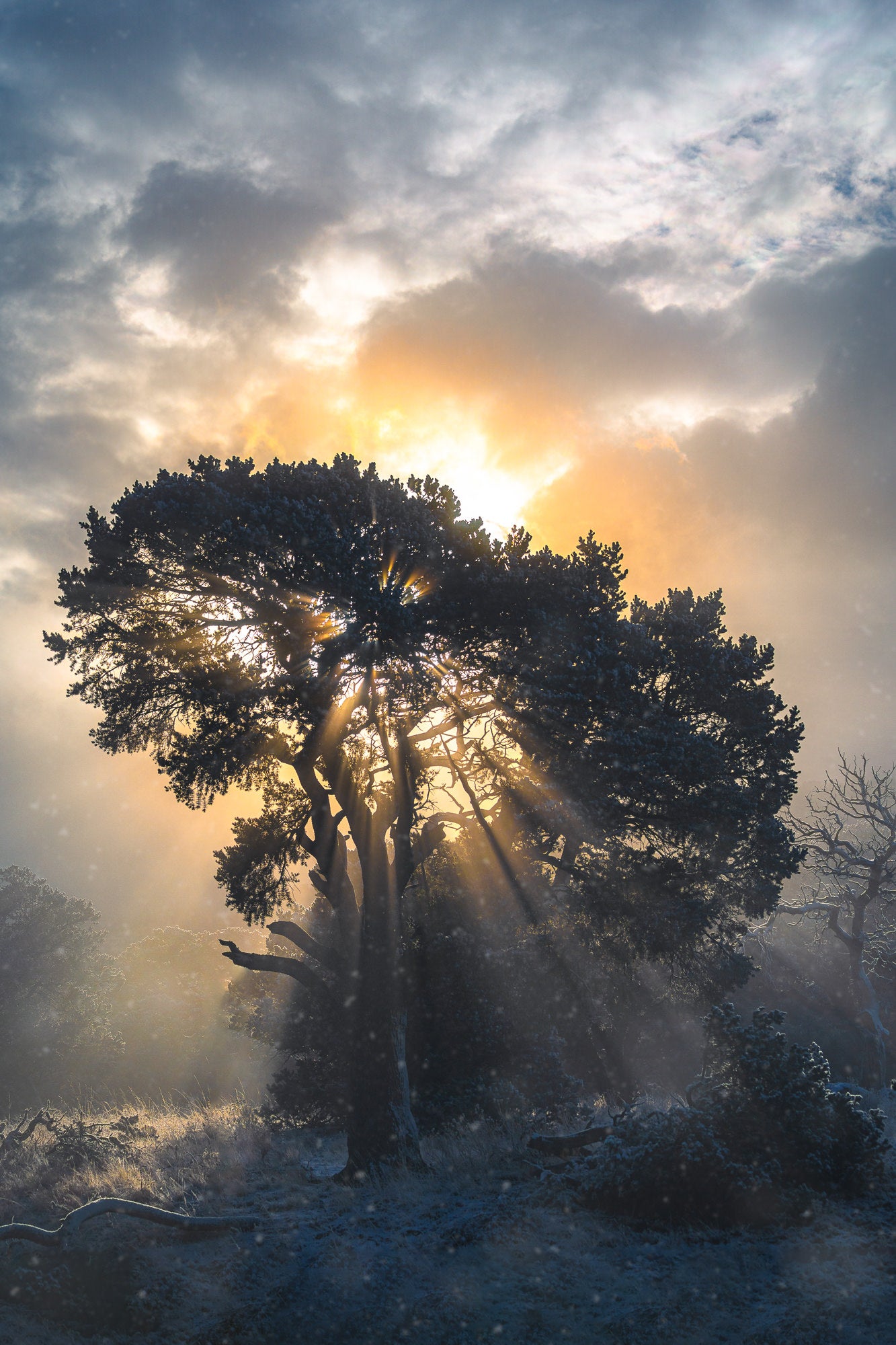 Some fog helps the morning sun to create some golden rays of light through this tree in southern Colorado. Photo by Dylan McMains. Sony Alpha 7 III. Sony 70-200mm f/2.8 G Master. 1/5000-sec., f/4, ISO 100