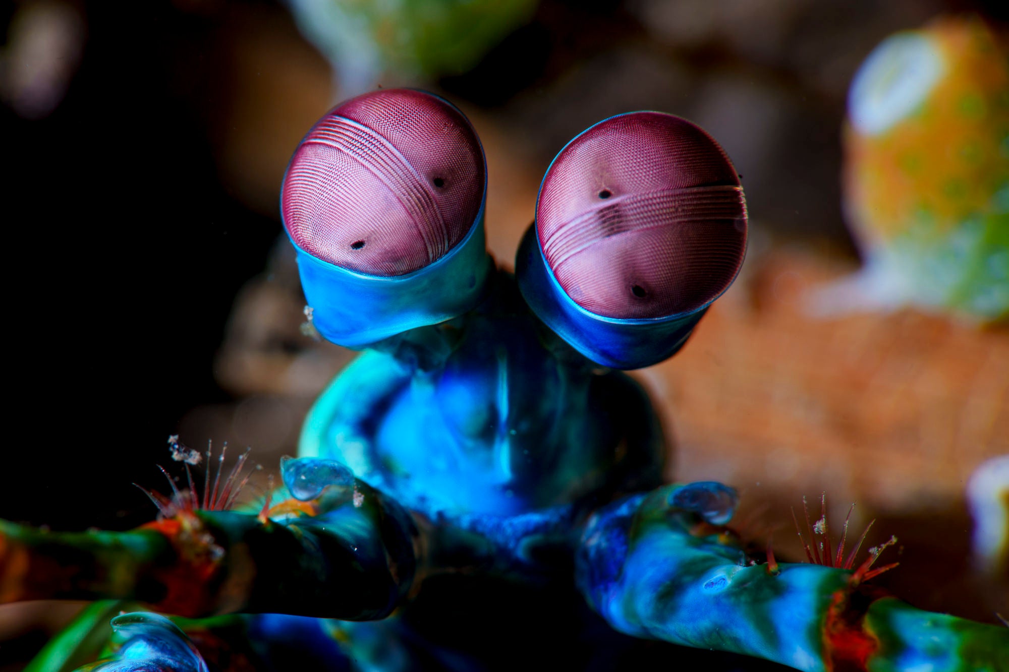 Explore Evan Possley's Gear For Stunning Wildlife & Underwater