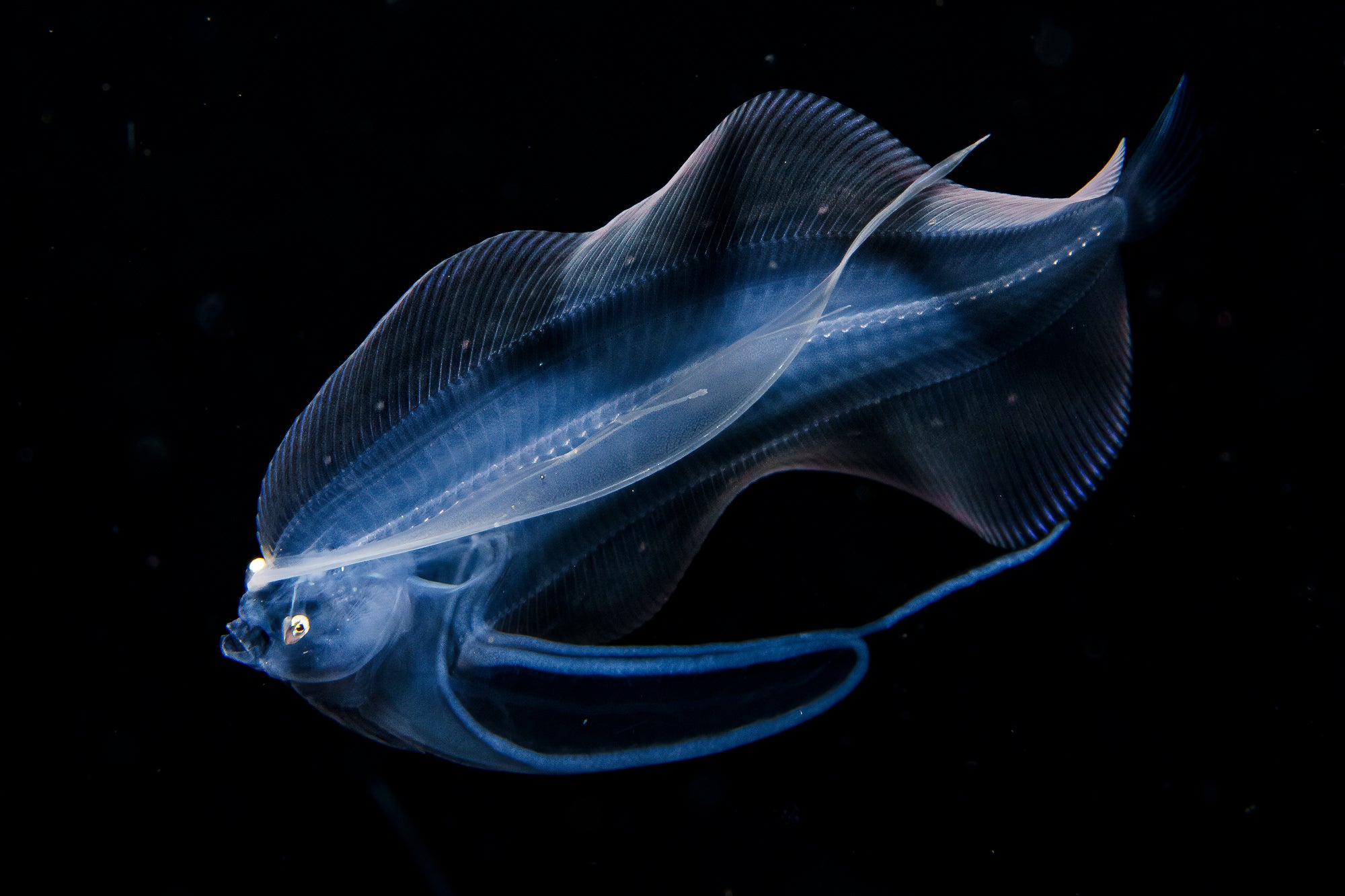 Explore Evan Possley's Gear For Stunning Wildlife & Underwater