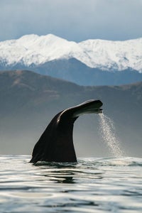 https://alphauniverseglobal.media.zestyio.com/Alpha-Universe-WIMB-Fiona-Wardle-1.jpg?height=300&fit=bounds