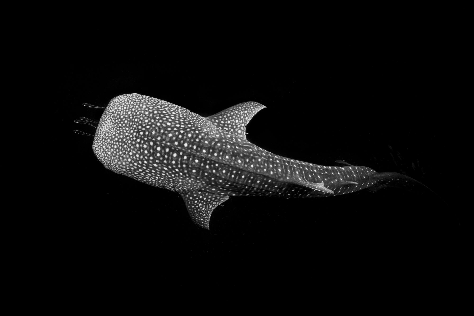 Whale shark. Photo by Fiona Wardle. Sony Alpha 7R II. Sony 16-35mm f/4. 1/200-sec., f/7.1, ISO 800