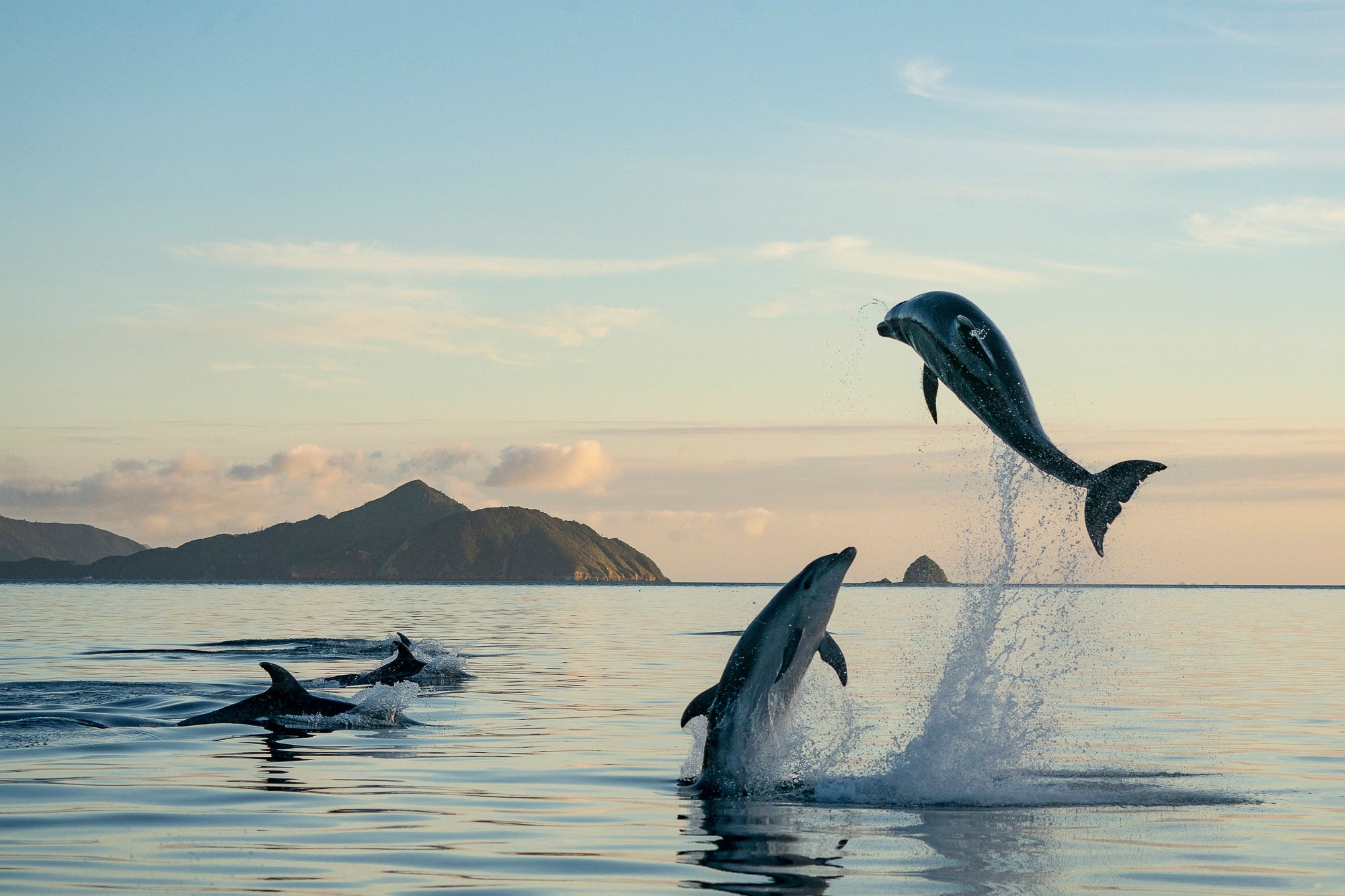 Dolphin Dreams. Photo by Fiona Wardle. Sony Alpha 9 II. Sony 100-400mm f/4.5-5.6 G Master. 1/1600-sec., f/7.1, ISO 800