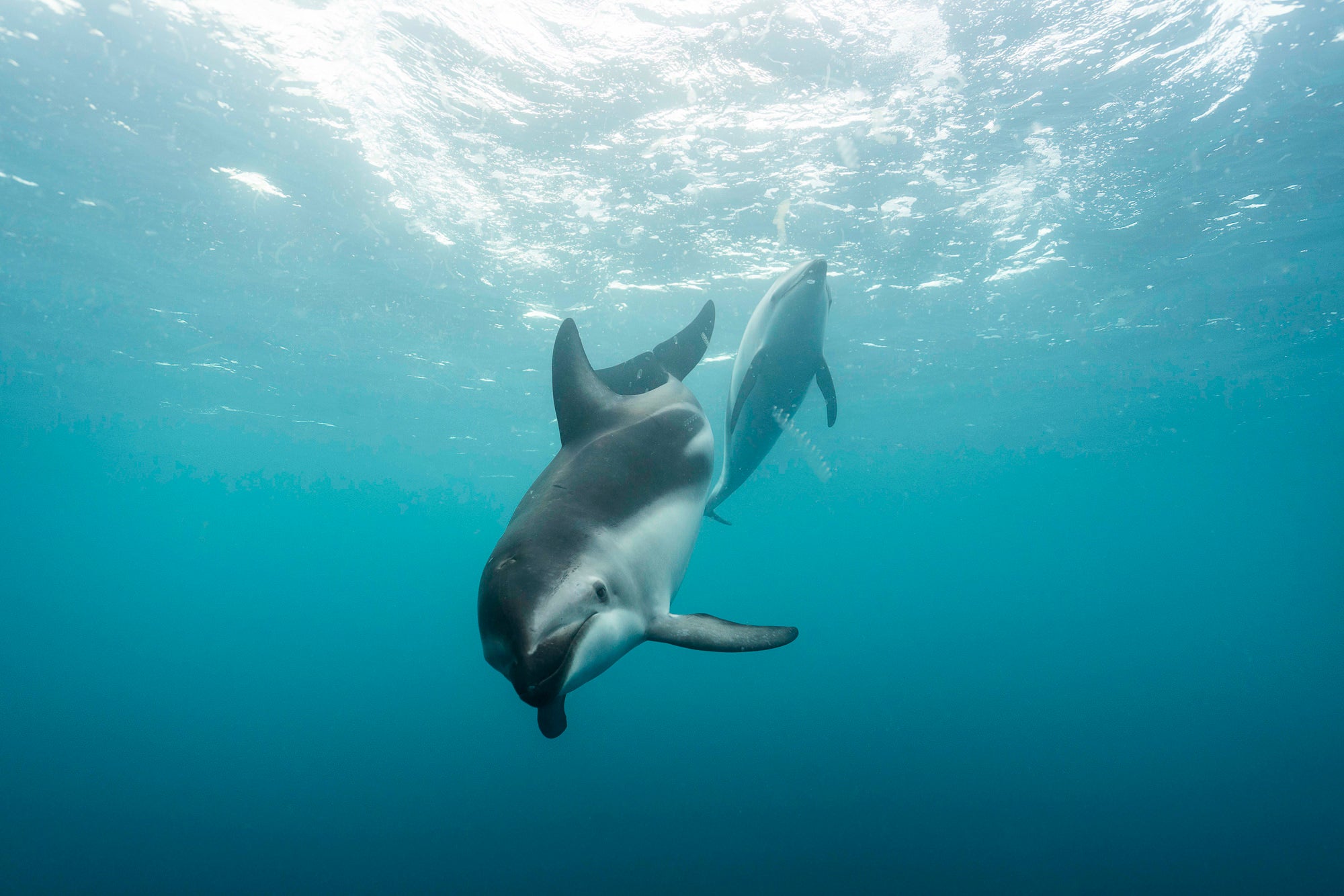 The Inquisitive Dolphin. Photo by Fiona Wardle. Sony Alpha 7R II. Sony 16-35mm f/4. 1/800-sec., f/5, ISO 800