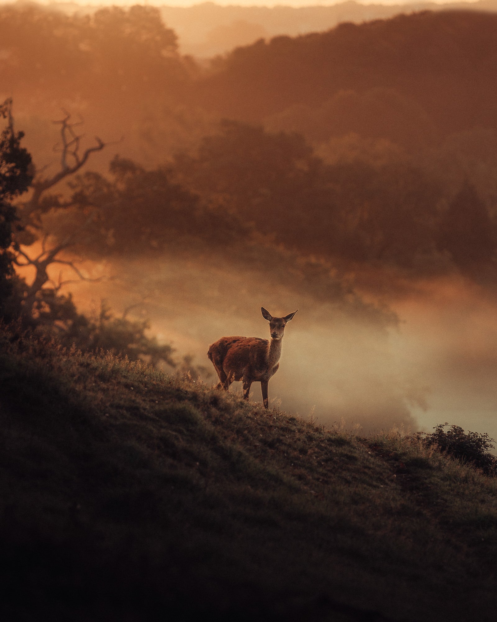 Photo by Gareth Llewellyn. Sony Alpha 7R III. Sony 70-200mm f/2.8 G Master. 1/800-sec., f/2.8, ISO 100