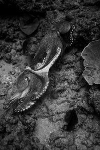 https://alphauniverseglobal.media.zestyio.com/Alpha-Universe-WIMB-Gillian-Octopus.JPG?height=300&fit=bounds