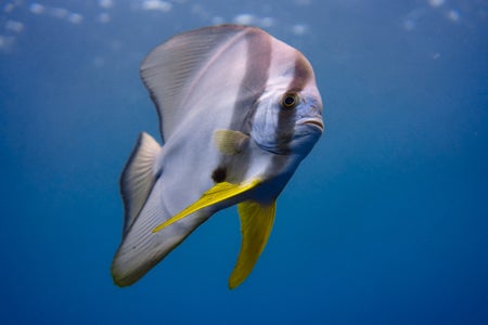 https://alphauniverseglobal.media.zestyio.com/Alpha-Universe-WIMB-Gillian-Shark-Batfish.jpg?height=300&fit=bounds