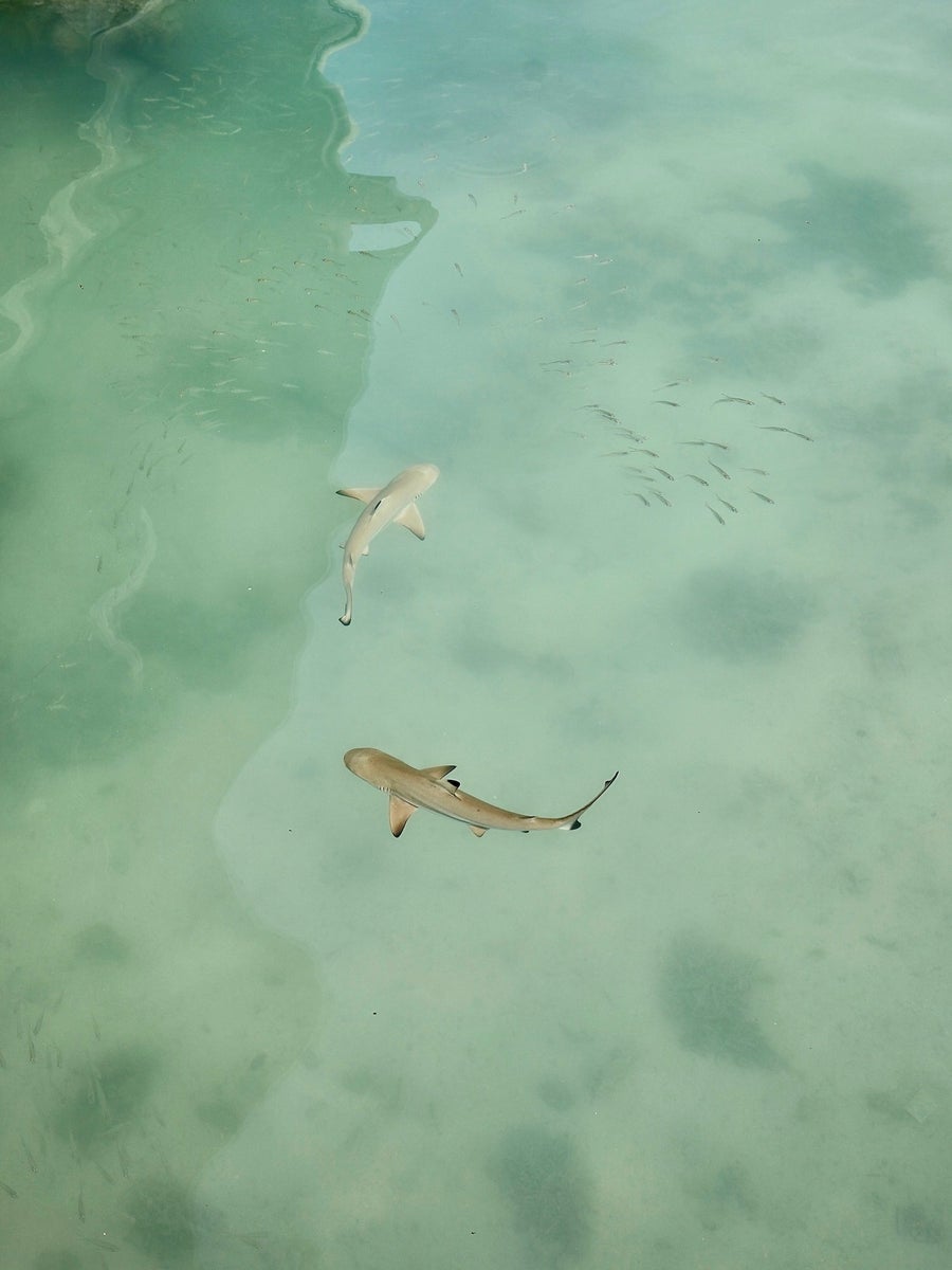 https://alphauniverseglobal.media.zestyio.com/Alpha-Universe-WIMB-Gillian-Shark-Blacktip-reef-sharks.jpg?height=1200&fit=bounds