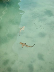 https://alphauniverseglobal.media.zestyio.com/Alpha-Universe-WIMB-Gillian-Shark-Blacktip-reef-sharks.jpg?height=300&fit=bounds