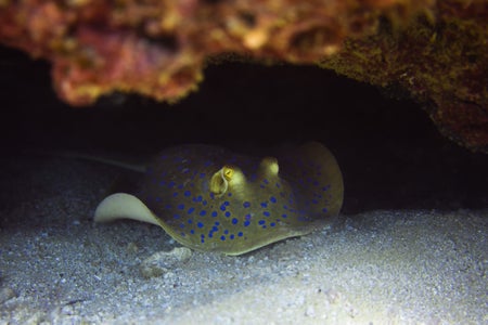 https://alphauniverseglobal.media.zestyio.com/Alpha-Universe-WIMB-Gillian-Shark-Bluespotted-ribbontail-ray.jpg?height=300&fit=bounds