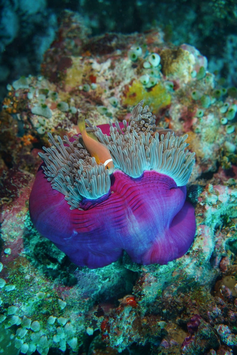 https://alphauniverseglobal.media.zestyio.com/Alpha-Universe-WIMB-Gillian-Shark-Clownfish.JPG?height=1200&fit=bounds