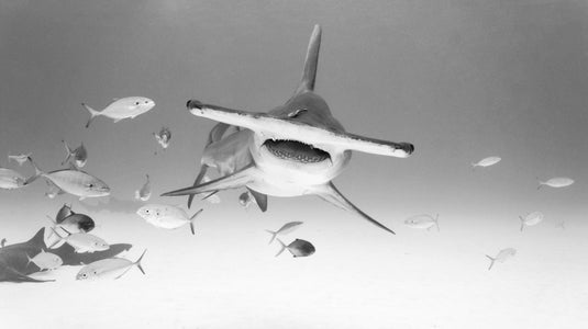 https://alphauniverseglobal.media.zestyio.com/Alpha-Universe-WIMB-Gillian-Shark-Great-Hammerhead-Shark.JPG?height=300&fit=bounds