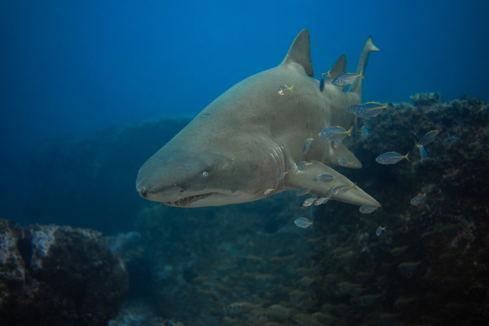 Photo by Gillian “Shark” Fischer. Sony Alpha 7 III. Sony 35mm f/2.8. 1/40-sec., f/2.8, ISO 125