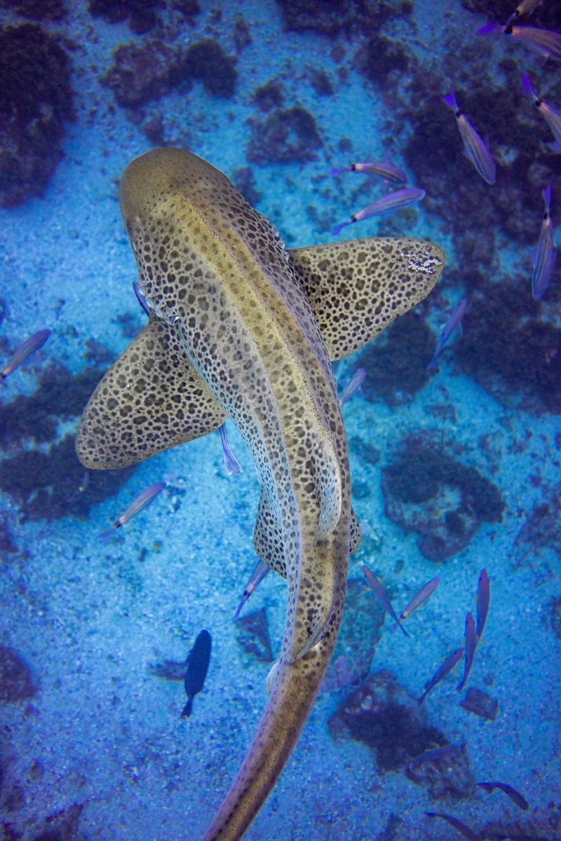 https://alphauniverseglobal.media.zestyio.com/Alpha-Universe-WIMB-Gillian-Shark-LeopardShark-1.jpg?height=1200&fit=bounds