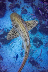 https://alphauniverseglobal.media.zestyio.com/Alpha-Universe-WIMB-Gillian-Shark-LeopardShark-1.jpg?height=300&fit=bounds