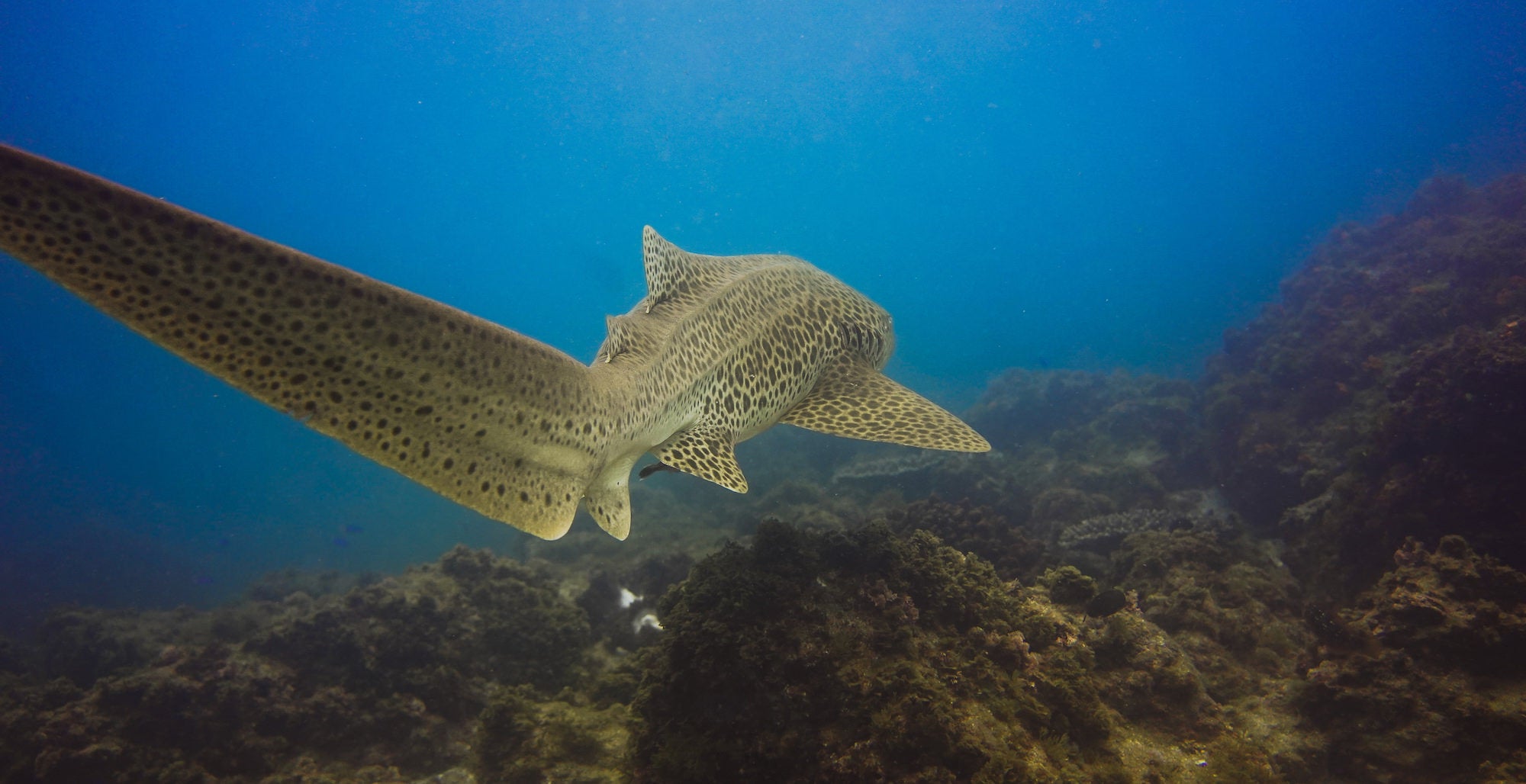 https://alphauniverseglobal.media.zestyio.com/Alpha-Universe-WIMB-Gillian-Shark-LeopardShark-2.jpg?height=1200&fit=bounds