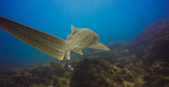 https://alphauniverseglobal.media.zestyio.com/Alpha-Universe-WIMB-Gillian-Shark-LeopardShark-2.jpg?height=300&fit=bounds