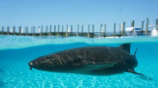 https://alphauniverseglobal.media.zestyio.com/Alpha-Universe-WIMB-Gillian-Shark-NurseShark-2.jpg?height=300&fit=bounds