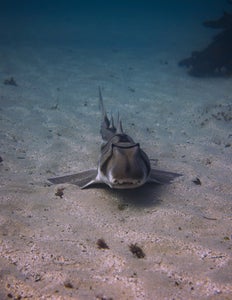 https://alphauniverseglobal.media.zestyio.com/Alpha-Universe-WIMB-Gillian-Shark-Port-Jackson-shark.jpg?height=300&fit=bounds