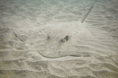 https://alphauniverseglobal.media.zestyio.com/Alpha-Universe-WIMB-Gillian-Shark-Stingray.jpg?height=300&fit=bounds