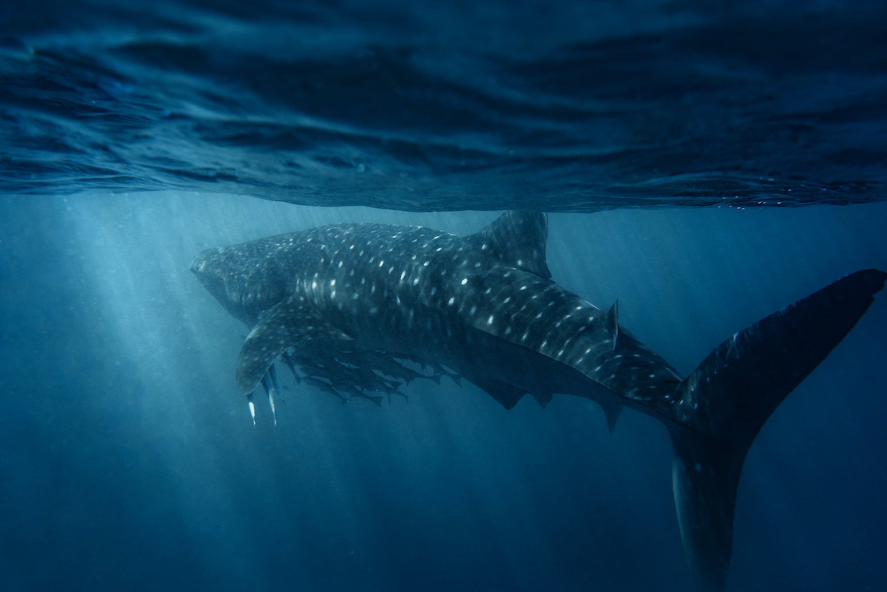 https://alphauniverseglobal.media.zestyio.com/Alpha-Universe-WIMB-Gillian-Shark-Whale-Shark-1.jpg?height=1200&fit=bounds