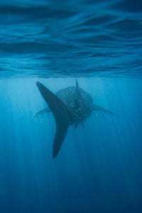 https://alphauniverseglobal.media.zestyio.com/Alpha-Universe-WIMB-Gillian-Shark-Whale-Shark-2.jpg?height=300&fit=bounds