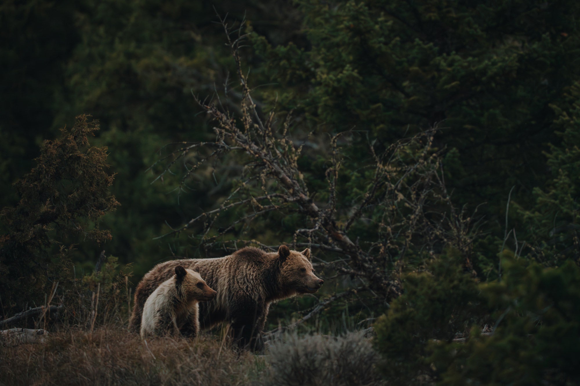 Bear and bear cub standing in tree filled landscape Bear and bear cub standing in tree filled landscape
